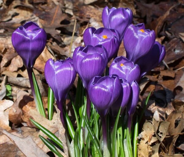 Purple crocus flowers