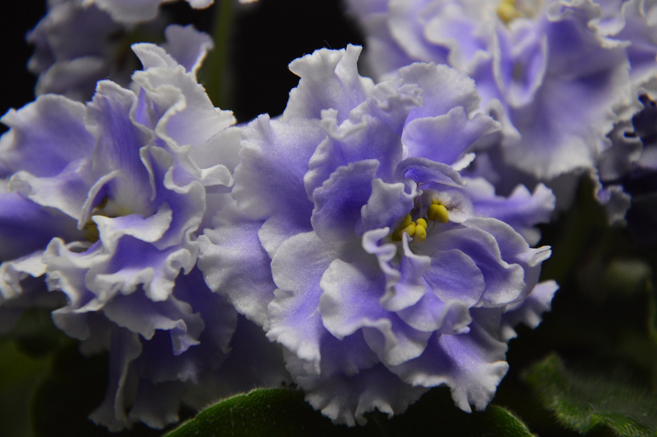 Purple African violet flowers