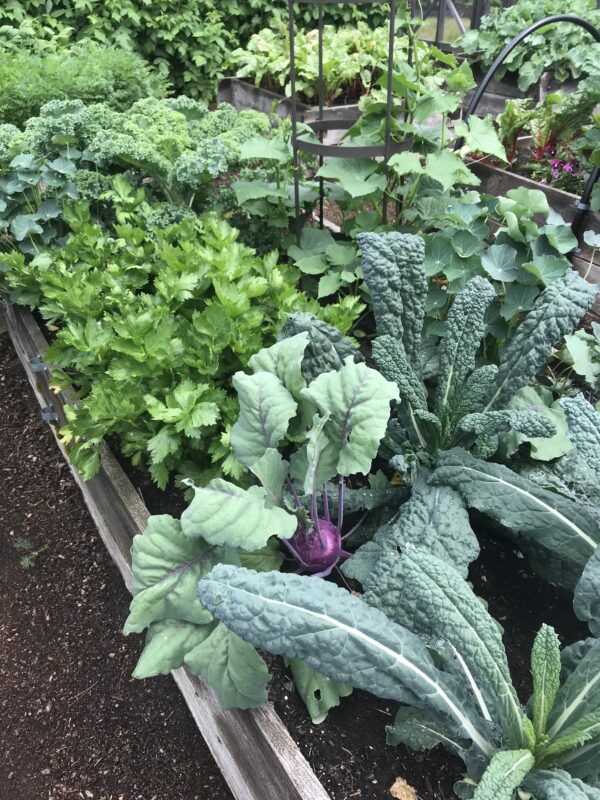 Vegetable Raised Bed