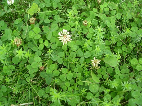 White clover flowers in green lawn